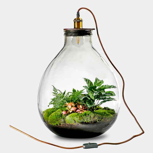 Ecolight Xxl Botanical - Terrarium Met Lamp - 55Cm