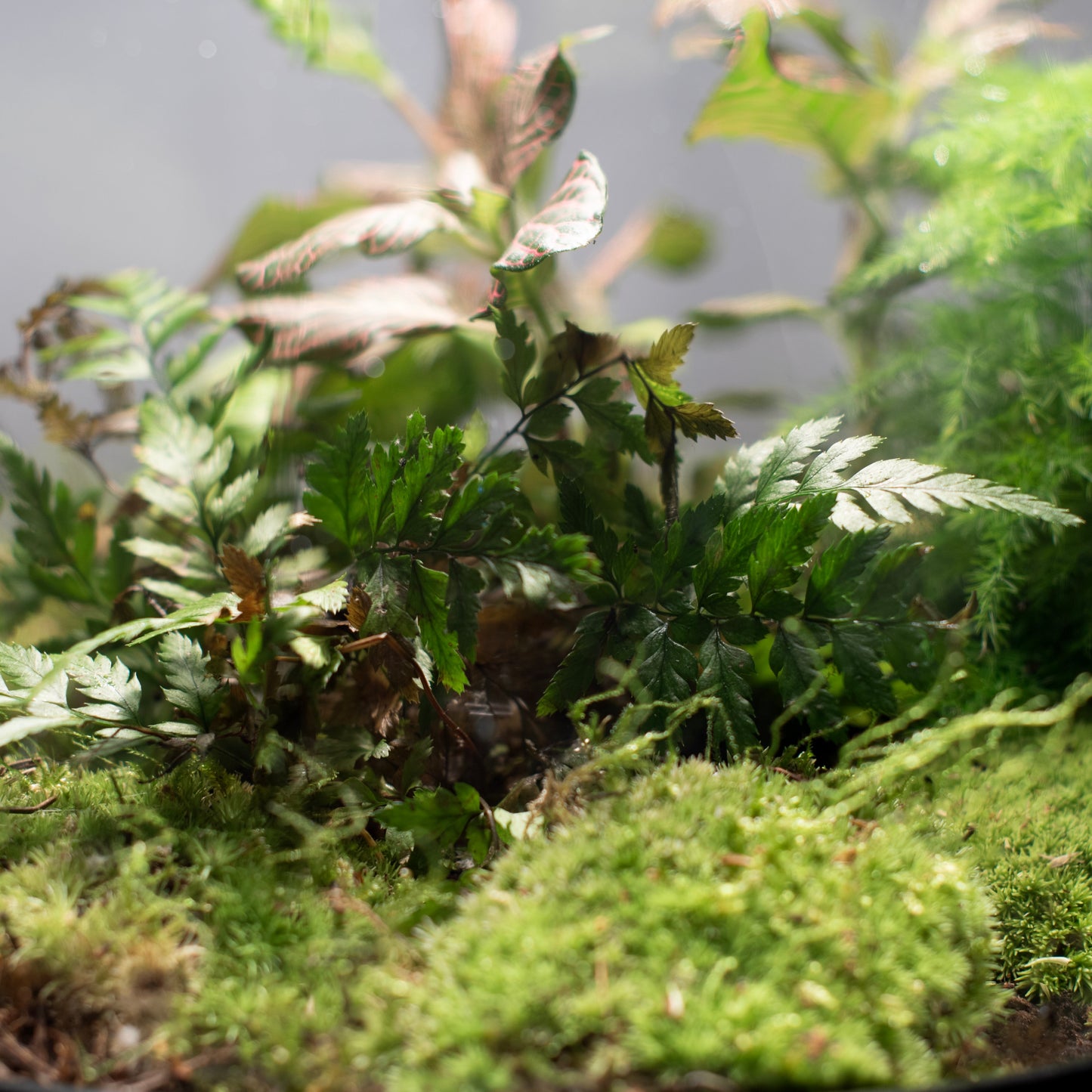 Ecolight Xxl Botanical Incl. Standaard - Terrarium Met Lamp - 80Cm