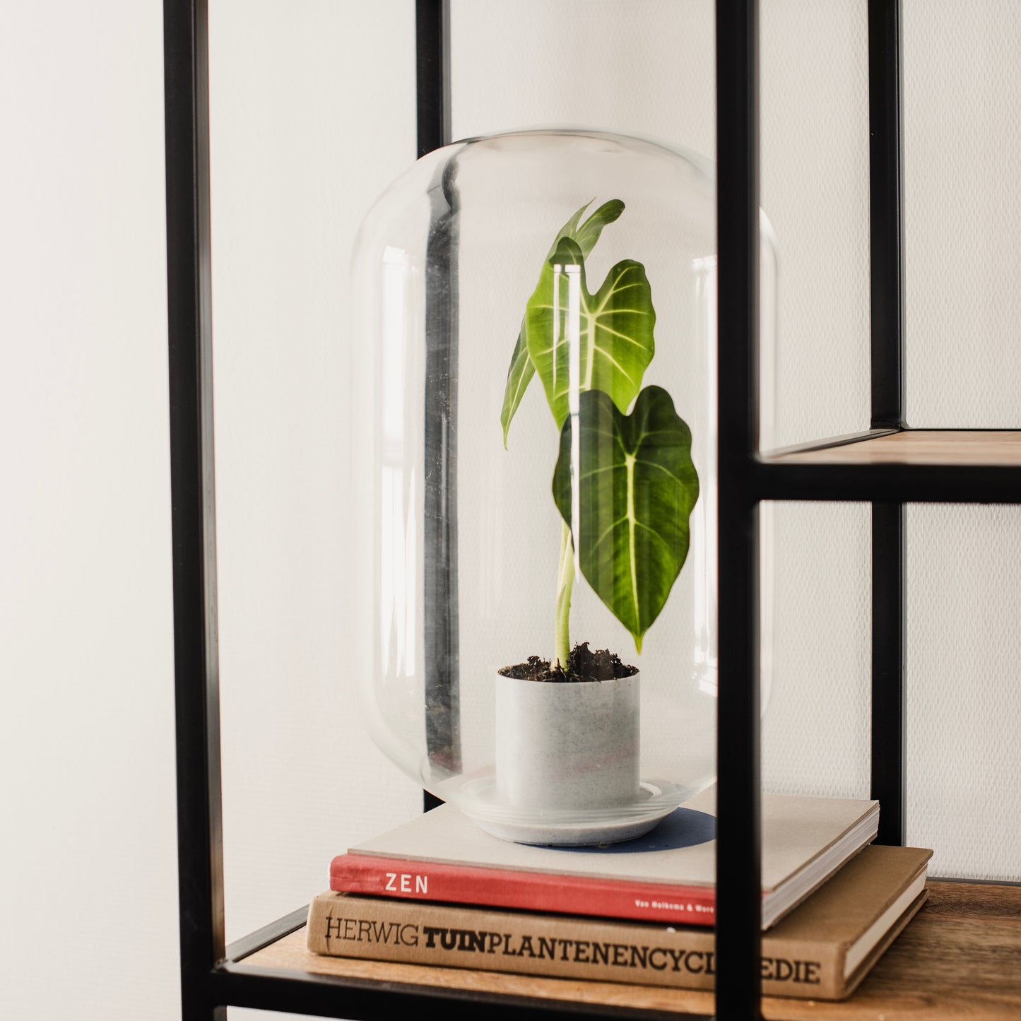 Moira Alocasia Frydeck - Terrarium - 40Cm