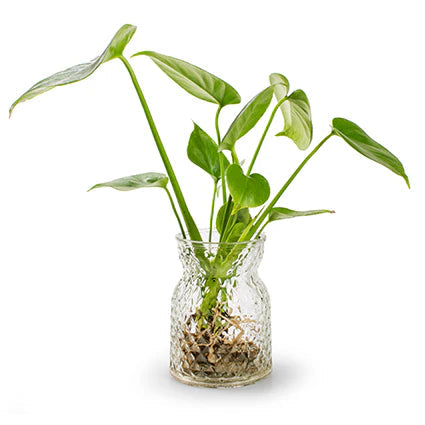 Vaas 'Posh' H13,5 D10 Cm