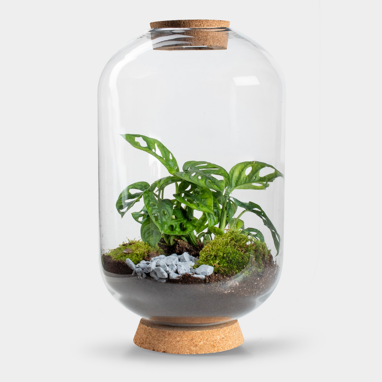 Mandy Monstera - Terrarium Met Led - 50Cm