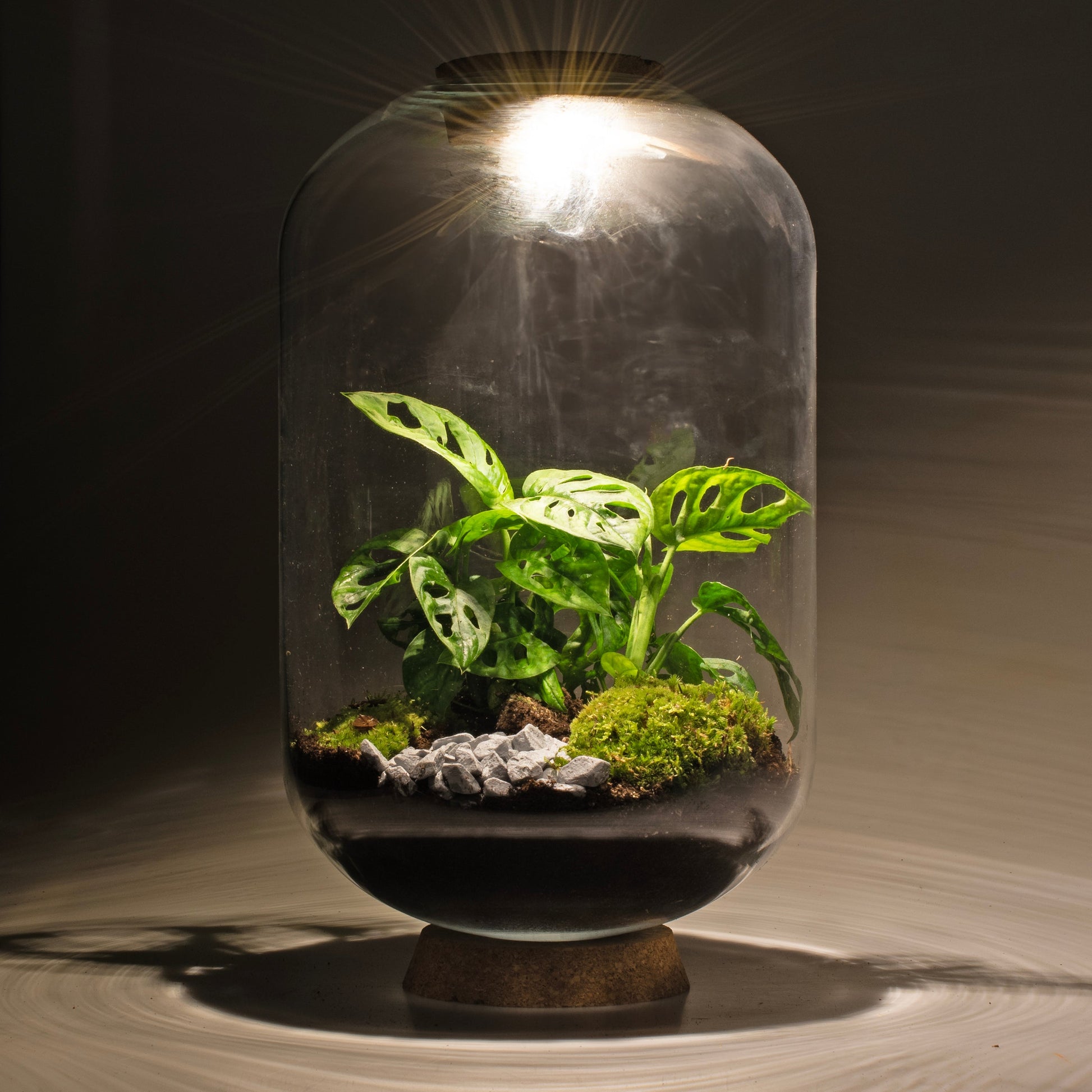 Mandy Monstera - Terrarium Met Led - 50Cm