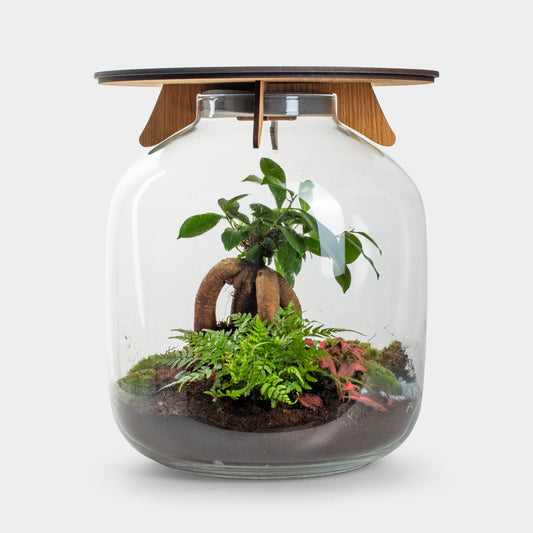 Hebe Bonsai - Terrarium Tafel - 45Cm